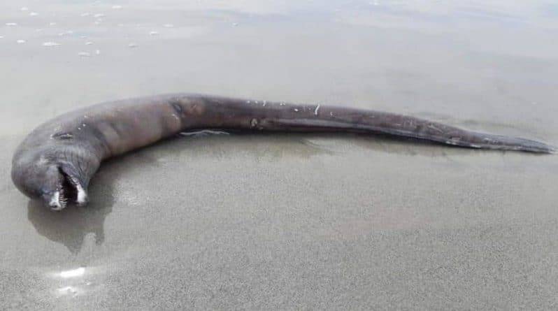 Неизвестное существо с головой дельфина и змеиным хвостом нашли на побережье Тихого океана