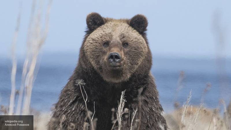 Видео катающегося на льду медведя Василия и его хозяина в Ярославле попало в Сеть