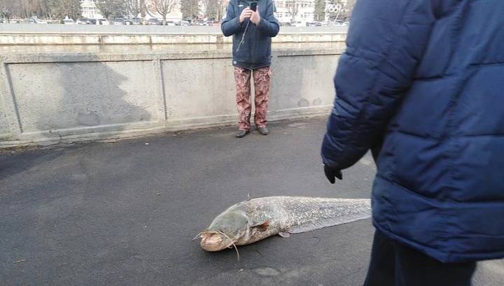 Рыбак еле поборол сома в центре Калининграда