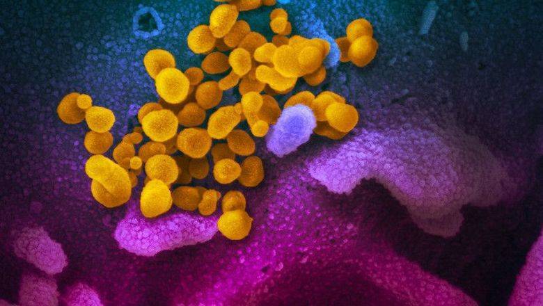 Найти и обезвредить: ученые показали, как выглядит новый коронавирус