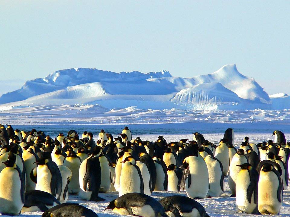 В Антарктике зафиксировали рекордно высокую температуру - Cursorinfo: главные новости Израиля