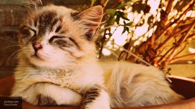 Минтуризма Чечни разыскивает кота, который с аппетитом поедает черемшу