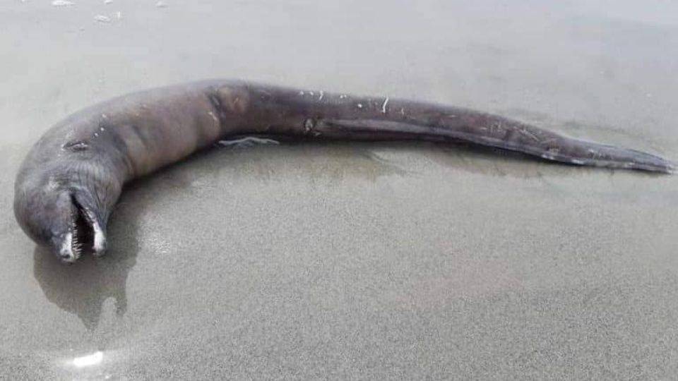 Загадочное змееобразное существо без глаз обнаружено на мексиканском пляже