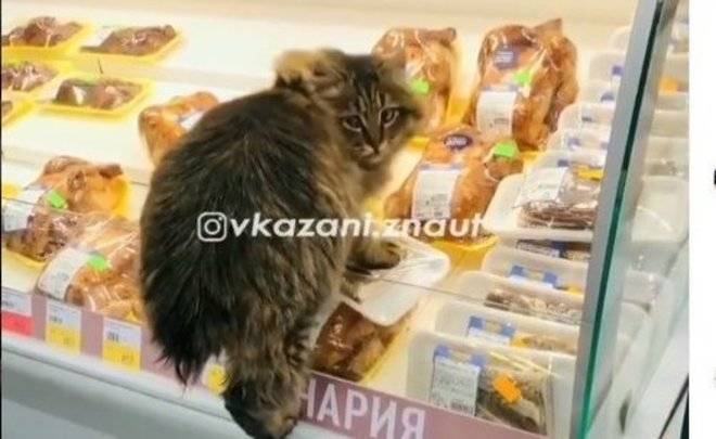 Пиршество казанского кота в «Ленте» попало на видео