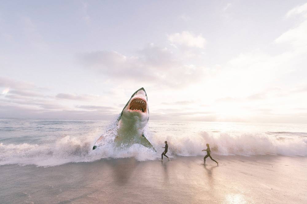 У берегов популярных пляжей стало появляться аномальное количество акул-людоедов