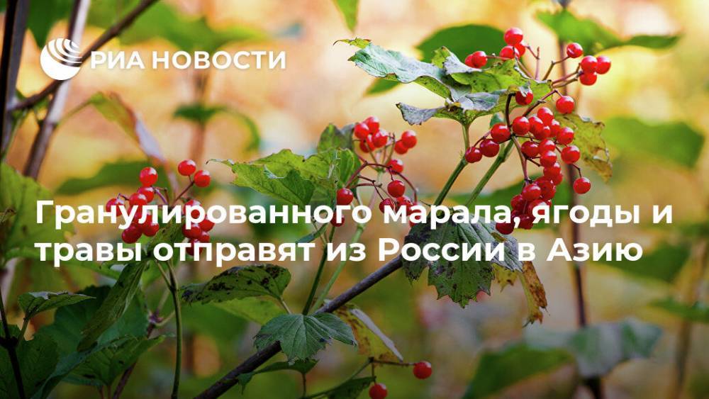 Гранулированного марала, ягоды и травы отправят из России в Азию