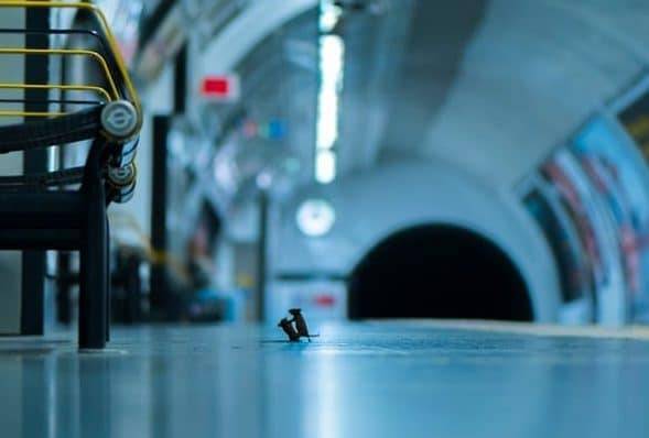 Снимок двух мышей, сражающихся в метро, получил приз как лучшее фото дикой природы