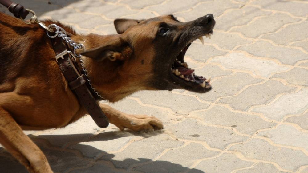 Агрессивный пес пациента в Сызрани разорвал фельдшеру голень