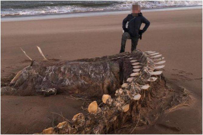 Скелет, найденный на шотландском пляже во время шторма Ciara, сравнивают с Лох-несским чудовищем