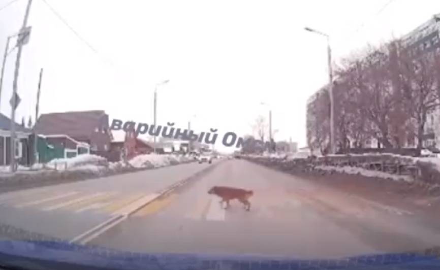 Сообразительный пес на видео показал, как правильно переходить дорогу
