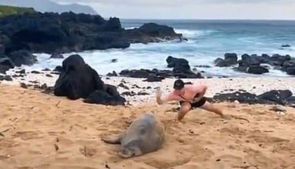 Видео, на котором мужчина сильно шлепнул тюленя, возмутило пользователей и заинтересовало полицию