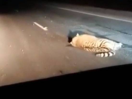Автобус сбил амурского тигра в Приморье