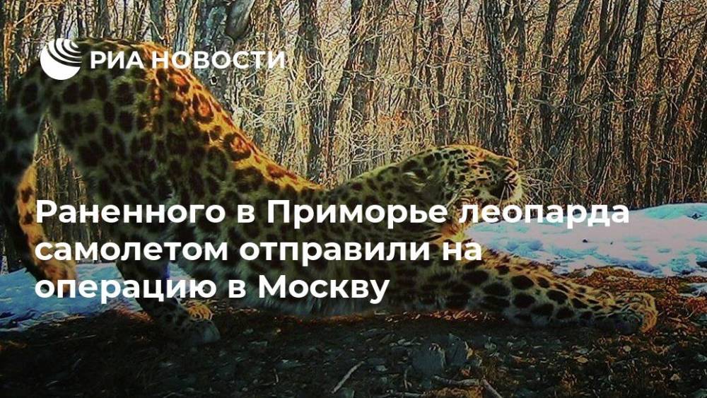 Раненного в Приморье леопарда самолетом отправили на операцию в Москву