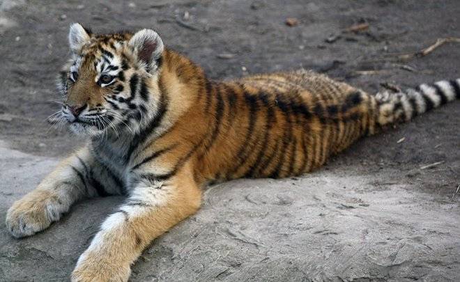 В Приморье автобус сбил тигренка, специалисты начали поиски его матери