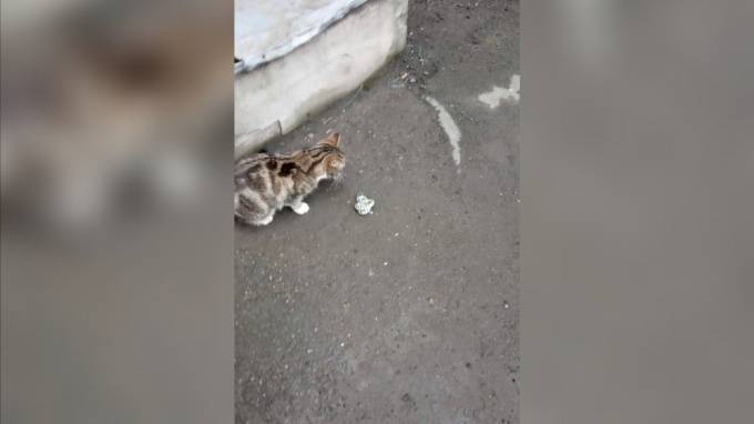 Кошка загрызла змею у станции метро "Владимирская"