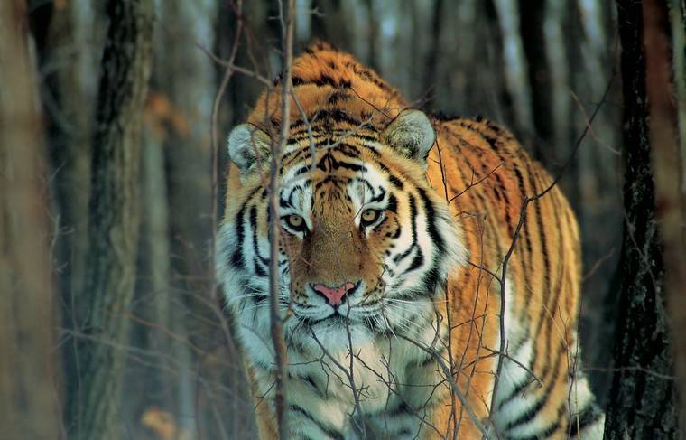 Охотоведы разыскивают мать погибшего в Приморье тигрёнка