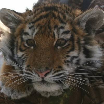Охотоведы ищут "семью" погибшего в Приморье тигренка
