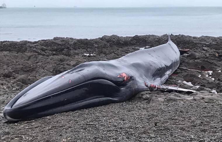 18-метрового кита нашли на морском берегу в Великобритании