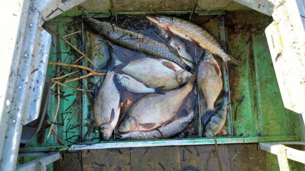 Два браконьера заплатят больше миллиона рублей за незаконный вылов рыбы на Кубани