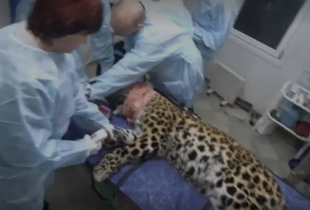Пострадавшему в аварии леопарду удалят опухоль в Москве