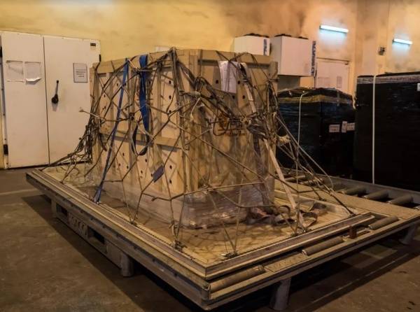 Редчайшего в мире леопарда, которого сбила машина, самолетом из Владивостока доставили в Москву на операцию по удалению опухоли : Новости Накануне.RU