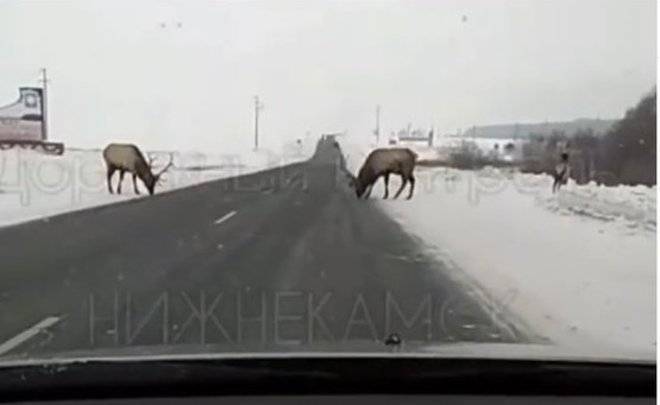 На трассе в Татарстане дорогу автомобилям перегородили два оленя