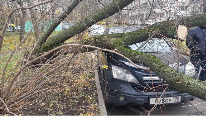 Штормовой ветер повалил уже 20 деревьев в Петербурге