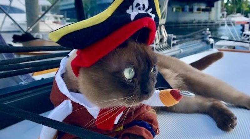Бесстрашная кошка-пират провела всю жизнь, путешествуя по океану со своими хозяевами (фото)