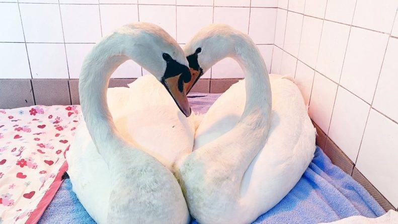 На фото спасенные лебеди образовали сердце, склонив друг к друг головы