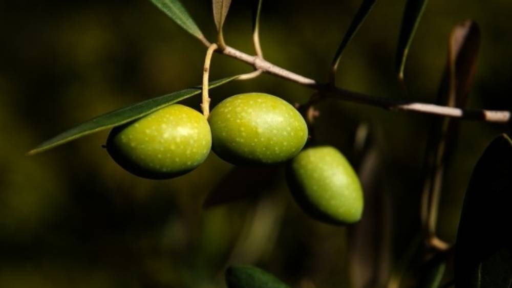 «Росконтроль» назвал лучшие оливки на российских прилавках