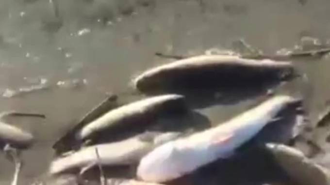 Видео: В реке Дон в Ростове-на-Дону произошла массовая гибель рыбы