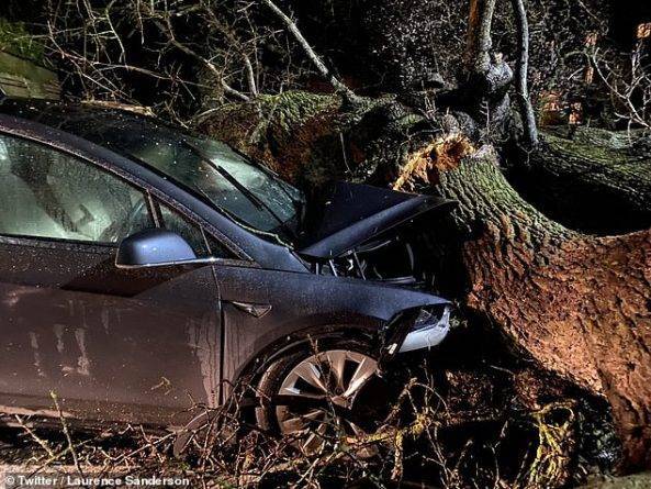 Две семьи спаслись от падающего дерева благодаря автоматическим тормозам Tesla X