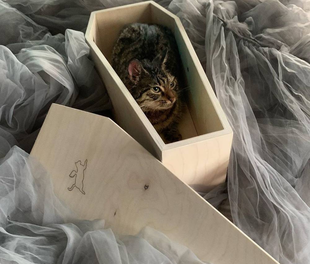 В Москве запустили бизнес по продаже гробов для кошек