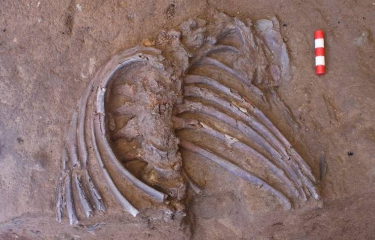 Находка в пещере Шанидар изменила мнение учёных о похоронах неандертальцев