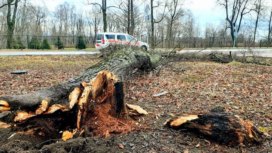 В Петербурге ураганный ветер повалил 44 дерева