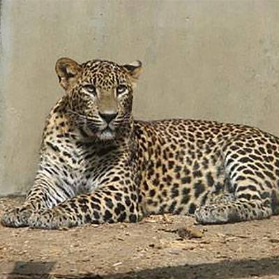 Леопард Эльбрус из Приморья останется жить в столичном зоопарке
