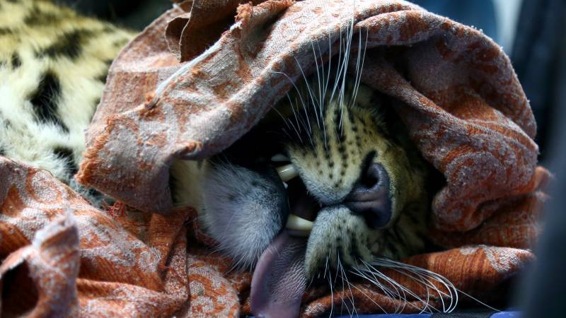 Леопарду Эльбрусу ищут подружку в Московском зоопарке