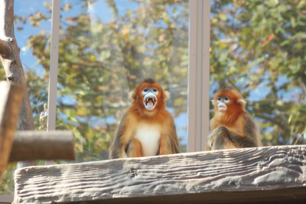 Московский зоопарк решил привезти из Китая золотых обезьян