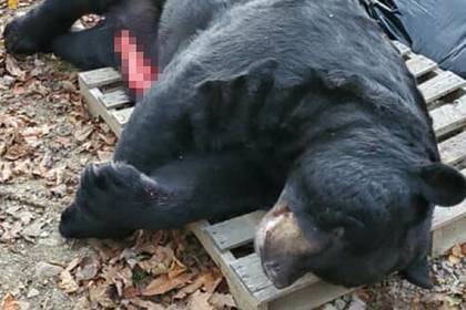 Охотник застрелил из лука рекордно большого медведя весом в несколько центнеров