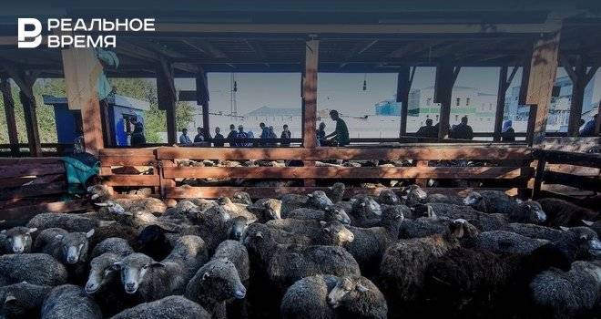 Татарстан вошел в тройку регионов по выручке от животноводства