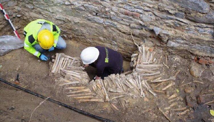 Древние стены из человеческих черепов и костей обнаружили в Бельгии
