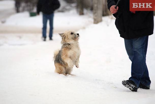 В Сосногорске предпринимателя осудили ненадлежащее содержание бездомных собак