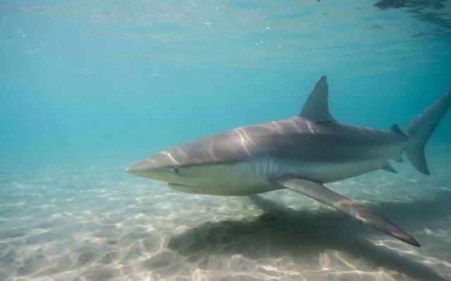 Акулы из Хадеры вызвали фурор на международной ярмарке туризма