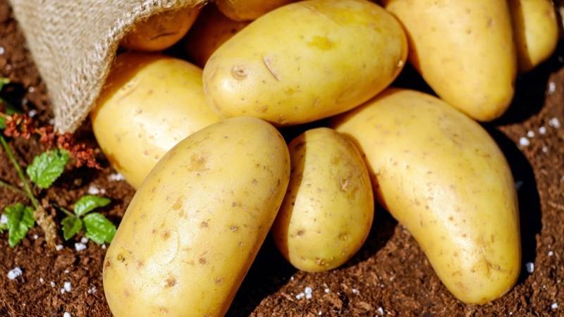 Ученые развенчали миф о вреде картофеля