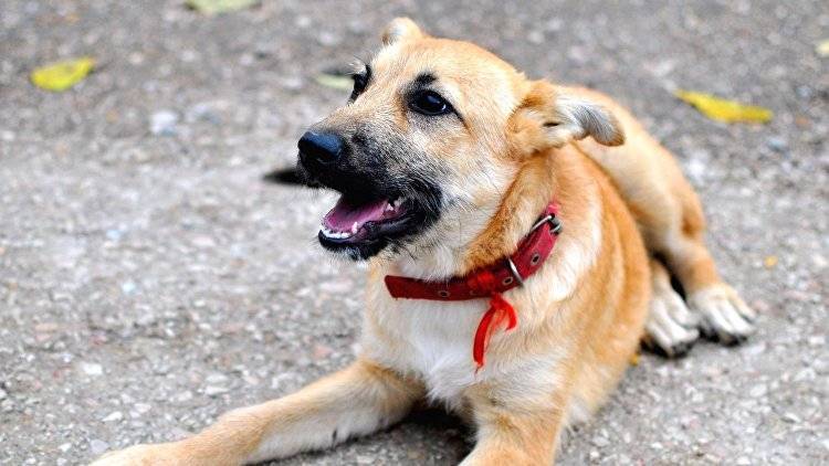 Поможет ли приют решить проблему бездомных животных в Крыму
