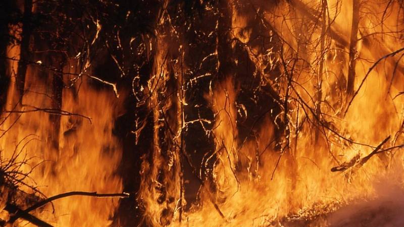 СК в Приморье поощрил девочку, спасшую из горящего дома брата
