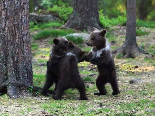 Фотограф-любитель заснял "танец" трех медвежат в лесу