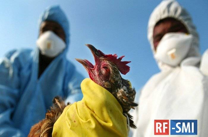 В Китае сообщили о вспышке птичьего гриппа в провинции Хунань