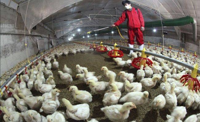 В Китае угроза новой эпидемии — в провинции Хунань вспышка птичьего гриппа