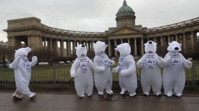 Белые медведи устроили забег по центру Петербурга